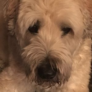 Meet your Posher, Fisher